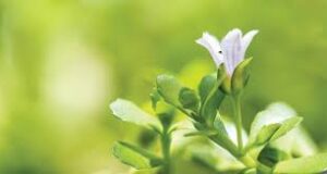 แนะสมุนไพรพื้นบ้าน 2 ชนิด ช่วยป้องกันการเกิดโรคอัลไซเมอร์ในอนาคต