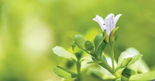 แนะสมุนไพรพื้นบ้าน 2 ชนิด ช่วยป้องกันการเกิดโรคอัลไซเมอร์ในอนาคต