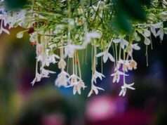 กาสะลอง ดอกปีบ สรรพคุณดูดี เป็นสมุนไพรแก้หอบหืด