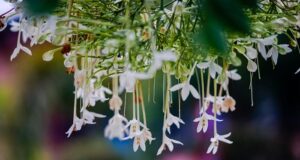 กาสะลอง ดอกปีบ สรรพคุณดูดี เป็นสมุนไพรแก้หอบหืด