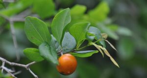 22 สรรพคุณและประโยชน์ของต้นแสลงใจ ! (ตูมกาแดง)