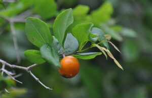 22 สรรพคุณและประโยชน์ของต้นแสลงใจ ! (ตูมกาแดง)