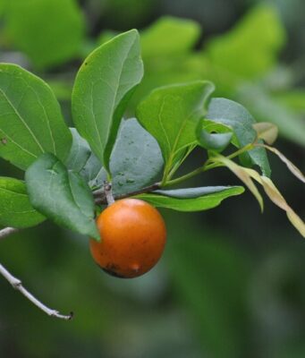 22 สรรพคุณและประโยชน์ของต้นแสลงใจ ! (ตูมกาแดง)