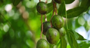 มะกอก สรรพคุณประโยชน์ของมะกอกไทย 26 ! (มะกอกป่า)