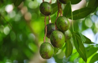 มะกอก สรรพคุณประโยชน์ของมะกอกไทย 26 ! (มะกอกป่า)