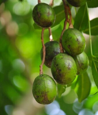 มะกอก สรรพคุณประโยชน์ของมะกอกไทย 26 ! (มะกอกป่า)