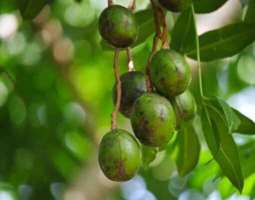 มะกอก สรรพคุณประโยชน์ของมะกอกไทย 26 ! (มะกอกป่า)