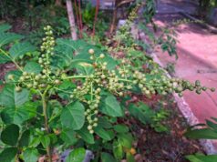 โปร่งฟ้า (ส่องฟ้า)ยาต้านพิษพิชิตปวดเมื่อย