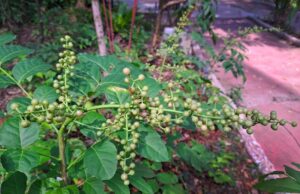 โปร่งฟ้า (ส่องฟ้า)ยาต้านพิษพิชิตปวดเมื่อย