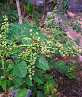 โปร่งฟ้า (ส่องฟ้า)ยาต้านพิษพิชิตปวดเมื่อย