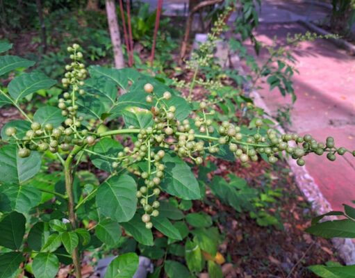 โปร่งฟ้า (ส่องฟ้า)ยาต้านพิษพิชิตปวดเมื่อย