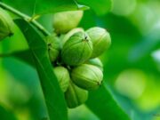 สลอด สรรพคุณและประโยชน์ของต้นสลอด 30 ข้อ !