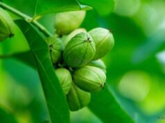 สลอด สรรพคุณและประโยชน์ของต้นสลอด 30 ข้อ !