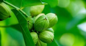 สลอด สรรพคุณและประโยชน์ของต้นสลอด 30 ข้อ !