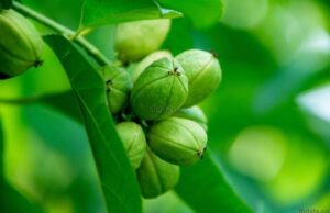 สลอด สรรพคุณและประโยชน์ของต้นสลอด 30 ข้อ !