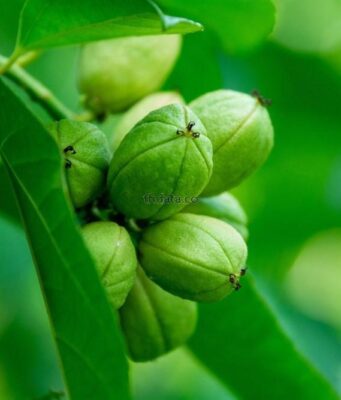 สลอด สรรพคุณและประโยชน์ของต้นสลอด 30 ข้อ !