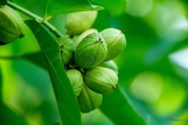 thdata_สลอด4