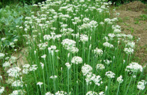 “กุยช่าย” ผักมากสรรพคุณ ป้องกันมะเร็ง ช่วยเพิ่มสมรรถภาพทางเพศอย่างดี