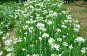 “กุยช่าย” ผักมากสรรพคุณ ป้องกันมะเร็ง ช่วยเพิ่มสมรรถภาพทางเพศอย่างดี