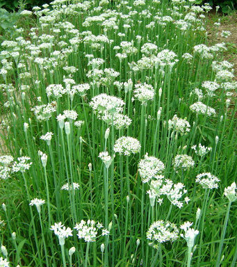 “กุยช่าย” ผักมากสรรพคุณ ป้องกันมะเร็ง ช่วยเพิ่มสมรรถภาพทางเพศอย่างดี