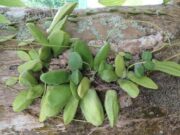 จุกโรหินี สรรพคุณและประโยชน์ของต้นจุกโรหินี 20 ข้อ ! (บวบลม)