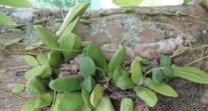 จุกโรหินี สรรพคุณและประโยชน์ของต้นจุกโรหินี 20 ข้อ ! (บวบลม)