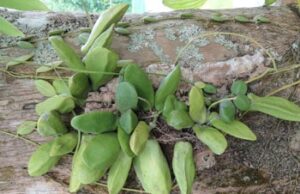 จุกโรหินี สรรพคุณและประโยชน์ของต้นจุกโรหินี 20 ข้อ ! (บวบลม)