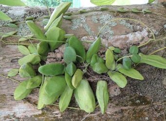 จุกโรหินี สรรพคุณและประโยชน์ของต้นจุกโรหินี 20 ข้อ ! (บวบลม)