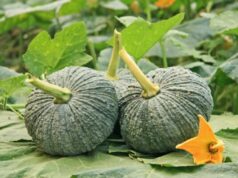 “ฟักทอง” เปิด 4 คู่อาหาร เพิ่มพลังการดูดซึม ร่างกายได้ประโยชน์สูงสุด