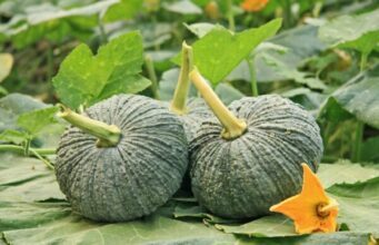 “ฟักทอง” เปิด 4 คู่อาหาร เพิ่มพลังการดูดซึม ร่างกายได้ประโยชน์สูงสุด