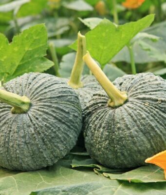 “ฟักทอง” เปิด 4 คู่อาหาร เพิ่มพลังการดูดซึม ร่างกายได้ประโยชน์สูงสุด