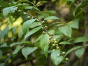 เล็บเหยี่ยว(บักเล็บแมว) สรรพคุณและประโยชน์ของต้นเล็บเหยี่ยว 20 ข้อ !