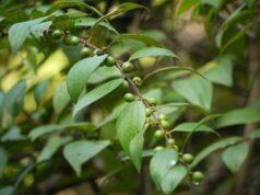 เล็บเหยี่ยว(บักเล็บแมว) สรรพคุณและประโยชน์ของต้นเล็บเหยี่ยว 20 ข้อ !