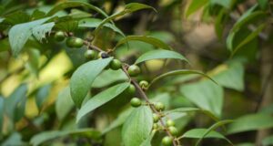 เล็บเหยี่ยว(บักเล็บแมว) สรรพคุณและประโยชน์ของต้นเล็บเหยี่ยว 20 ข้อ !