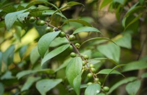 เล็บเหยี่ยว(บักเล็บแมว) สรรพคุณและประโยชน์ของต้นเล็บเหยี่ยว 20 ข้อ !