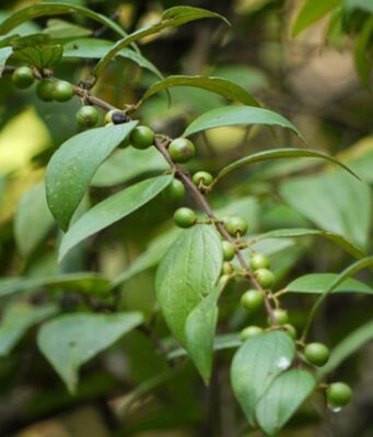 เล็บเหยี่ยว(บักเล็บแมว) สรรพคุณและประโยชน์ของต้นเล็บเหยี่ยว 20 ข้อ !