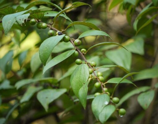 เล็บเหยี่ยว(บักเล็บแมว) สรรพคุณและประโยชน์ของต้นเล็บเหยี่ยว 20 ข้อ !