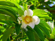 มะตาด หรือ แอปเปิ้ลมอญ ต้นไม้อนุรักษ์ของคนรามัญ ใช้ทำอาหาร ปลูกเพื่ออาศัยร่มเงา และใช้เป็นไม้ฟืนได้อีกด้วย