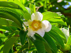 มะตาด หรือ แอปเปิ้ลมอญ ต้นไม้อนุรักษ์ของคนรามัญ ใช้ทำอาหาร ปลูกเพื่ออาศัยร่มเงา และใช้เป็นไม้ฟืนได้อีกด้วย