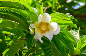 มะตาด หรือ แอปเปิ้ลมอญ ต้นไม้อนุรักษ์ของคนรามัญ ใช้ทำอาหาร ปลูกเพื่ออาศัยร่มเงา และใช้เป็นไม้ฟืนได้อีกด้วย