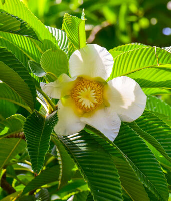 มะตาด หรือ แอปเปิ้ลมอญ ต้นไม้อนุรักษ์ของคนรามัญ ใช้ทำอาหาร ปลูกเพื่ออาศัยร่มเงา และใช้เป็นไม้ฟืนได้อีกด้วย