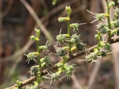 ผักพื้นบ้าน : สะแล มากด้วยคุณค่าทางโภชนาการ