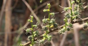 ผักพื้นบ้าน : สะแล มากด้วยคุณค่าทางโภชนาการ