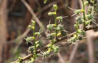 ผักพื้นบ้าน : สะแล มากด้วยคุณค่าทางโภชนาการ