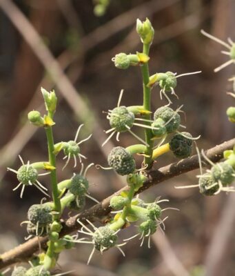 ผักพื้นบ้าน : สะแล มากด้วยคุณค่าทางโภชนาการ