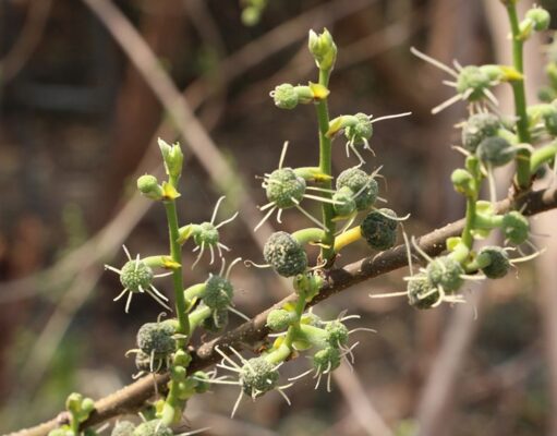 ผักพื้นบ้าน : สะแล มากด้วยคุณค่าทางโภชนาการ