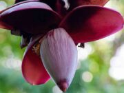 ประโยชน์ของหัวปลี และเมนูอาหารจากหัวปลีกล้วย