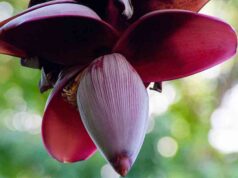 ประโยชน์ของหัวปลี และเมนูอาหารจากหัวปลีกล้วย