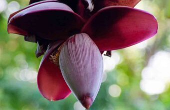 ประโยชน์ของหัวปลี และเมนูอาหารจากหัวปลีกล้วย