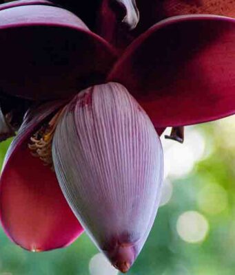 ประโยชน์ของหัวปลี และเมนูอาหารจากหัวปลีกล้วย